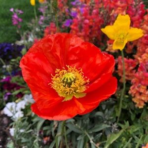 Meet your Posher, Jaye